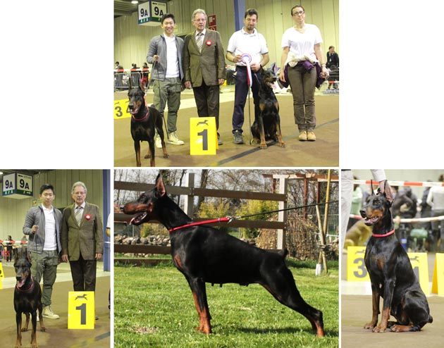 Dobermann Lokal Berprestasi di Benua Eropa