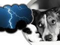 Mengatasi Anjing Yang Takut Terhadap Petir