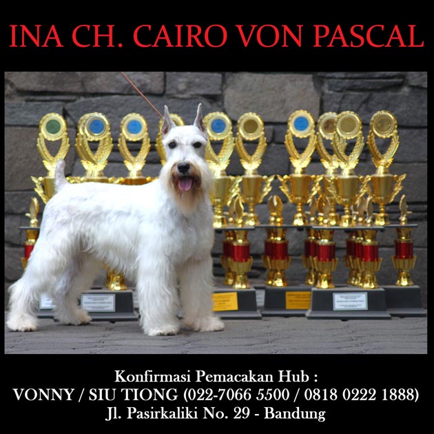 Ina Ch.Cairo von Pascal