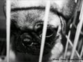 Stop Puppy Mills !!!