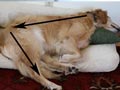 Kejang Pada Anjing