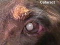 Katarak pada Anjing