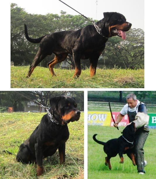 Marlo von Kichi Kennel, IPO2