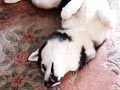 Epilepsi pada Anjing