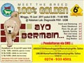 Meet The Breed 100% Golden - Ayo Bermain