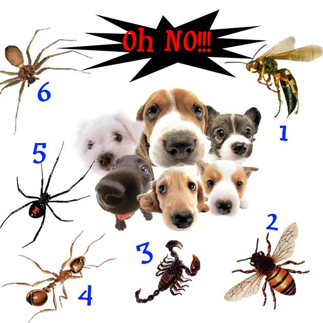 Awas Serangga Menyerang Anjing Anda!