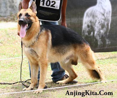 Mengontrol Suhu Tubuh Anjing