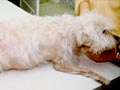 Penyakit Cushing pada Anjing