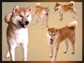 Genesis Kennel