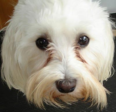 Tear Stain (Noda Air Mata)