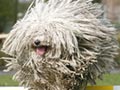 Mengurangi Kerontokan Pada Anjing