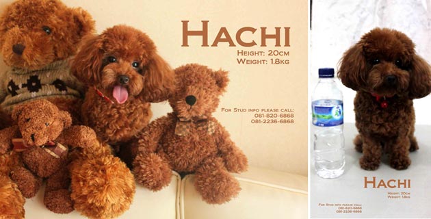 Hachi Hanessy of Star Kennel