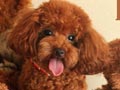 Hachi Hanessy of Star Kennel