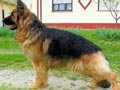 Herder Bulu Panjang Boleh Ikut Pameran