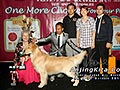 948 Foto-Foto Liputan Perkin Jabar All Breed