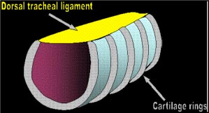 Kasus Tracheal Collapse (Batuk Bengek) Pada Anjing 
