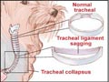 Kasus Tracheal Collapse (Batuk Bengek) Pada Anjing 