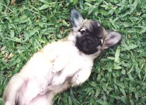 Anjing Doyan Rumput?