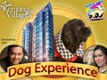 Dog Experience in The Infinity
