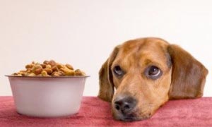 Lindungi Diri Anda dan Anjing Anda dari Infeksi Salmonella