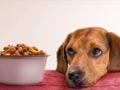 Lindungi Diri Anda dan Anjing Anda dari Infeksi Salmonella