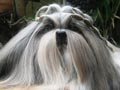 Dlucrezia Utmost Sparkle Star