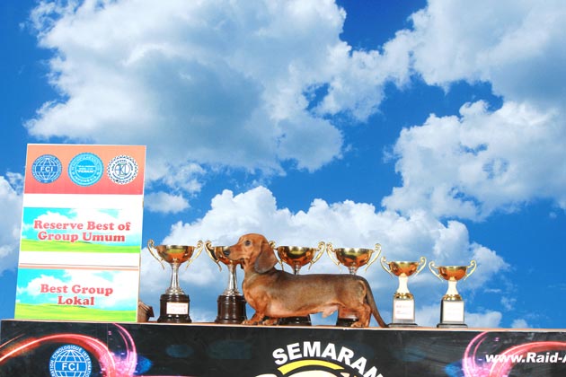 Ina Champion Dachindo Ultimate Fire