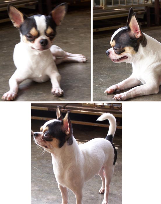 Stockholm von Zafire