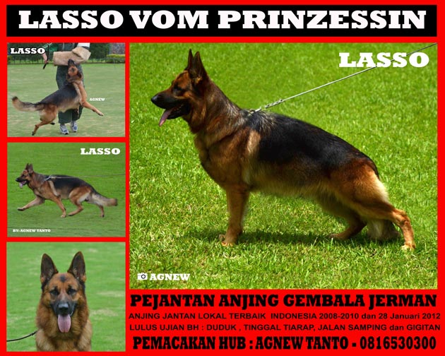 Lasso Vom Prinzenssin