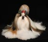 Whispering Hope Shih Tzu
