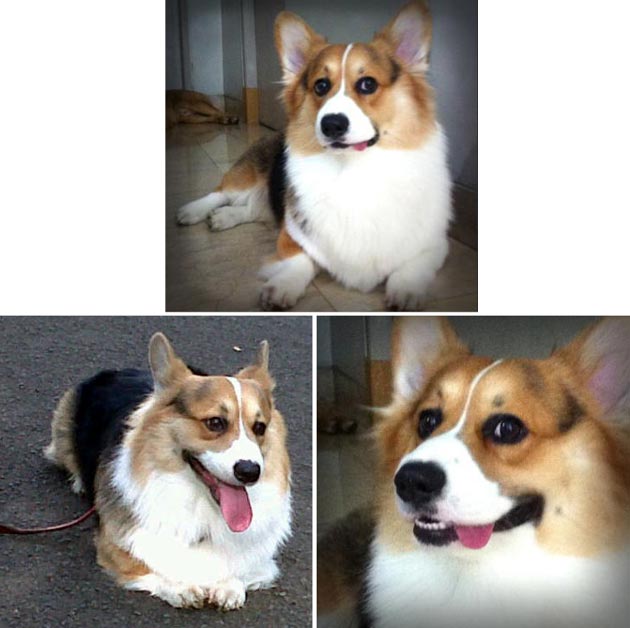 INA.CH.Alonzo of Majujaya "Jojo"