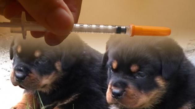 Pentingnya Vaksinasi Pada Anjing