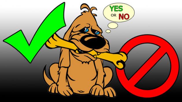 10 Hal Boleh Dan Tidak Untuk Anjing