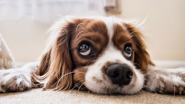 Masalah Makan Pada Anjing