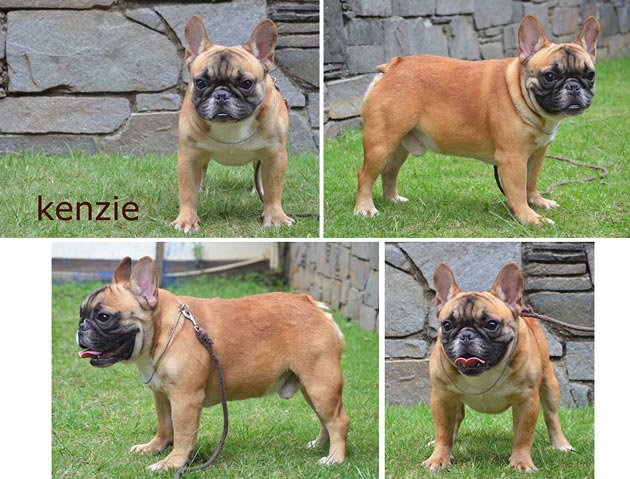 Pejantan French Bulldog : Kenzi Golden Royal