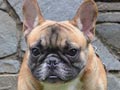 Pejantan French Bulldog : Kenzi Golden Royal