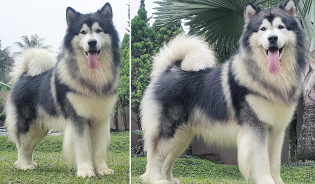 Pejantan A.Malamute : Star's Twenty One Jordan 