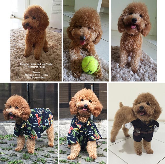Pejantan Poodle : Olaf V Scholastica
