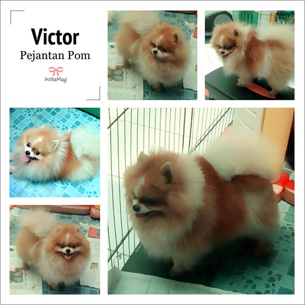Pejantan Pom : Glen Haven Victoryno