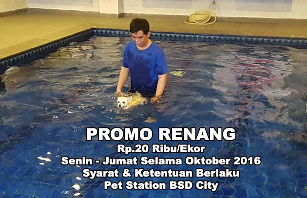 Promo Renang Di Pet Station BSD City