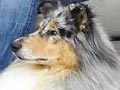 Anjing Collie Di Pagi Pagi Net TV