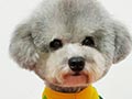 Pejantan Poodle : F.Silver Bell V Golden Sun