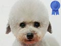 Pejantan Poodle : Pennon of Cute House Int'l Dog