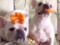 Dog Mannequin Challenge