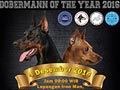 KDI - KMPI Speciality & Dobermann Of The Year 2016