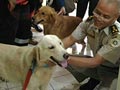 Anjing SAR Diterjunkan ke Aceh Cari Korban Gempa