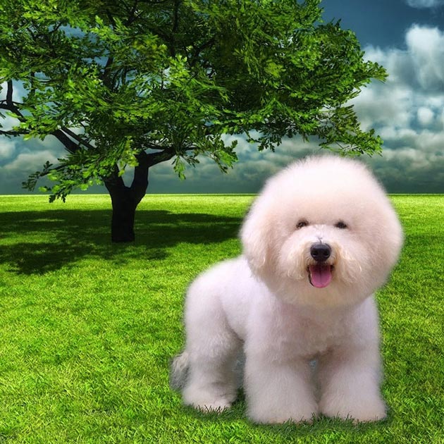 Pejantan Bichon Frise : Federico V Holy Kennel