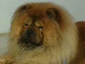 Pejantan Chow Chow Surabaya