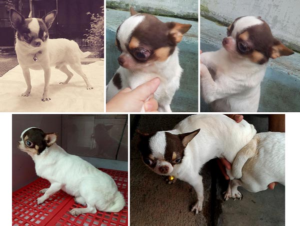 Pejantan Chihuahua Maroon Berkualitas