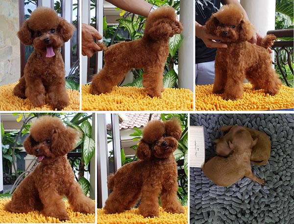 Super Teacup Red Poodle : Long Long